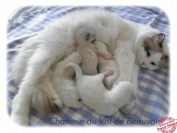 Chatons à 10 jours - Chatterie du Val de Beauvoir